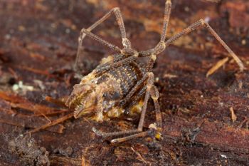Media type: image;   Invertebrate Zoology 49771